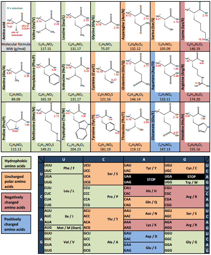 Amino acid codon table, download in .pdf
